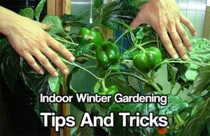 front page - free gardening tips